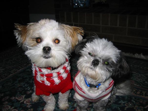 /Images/uploads/Humane Society of Utah/HSUCalendar/entries/1641thumb.jpg